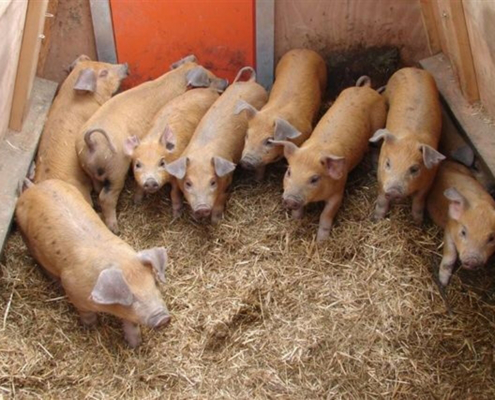 Piglets Inside Hog Hut